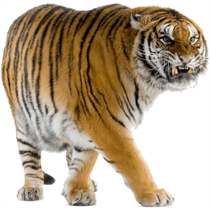 Tiger PNG-23236